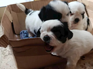 adorabile-cucciola-shih-tzu-maltese-lultima-rimasta-ti-aspetta