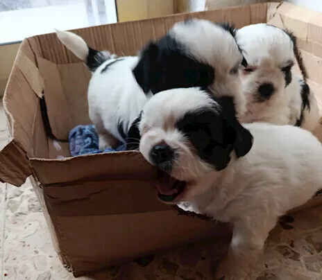 adorabile-cucciola-shih-tzu-maltese-lultima-rimasta-ti-aspetta-big-0