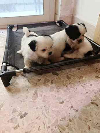 adorabile-cucciola-shih-tzu-maltese-lultima-rimasta-ti-aspetta-big-1