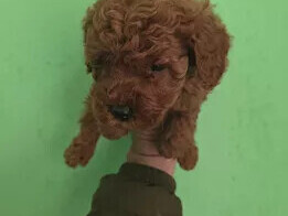 disponibili-cuccioli-di-barboncino-mini-toy
