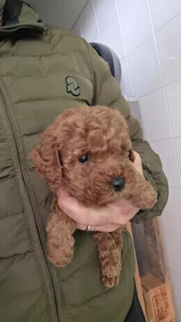disponibili-cuccioli-di-barboncino-mini-toy-big-1