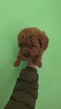 disponibili-cuccioli-di-barboncino-mini-toy-big-0