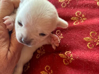 cuccioli-di-chihuahua-allevamento-amatoriale-la-bussola-doro