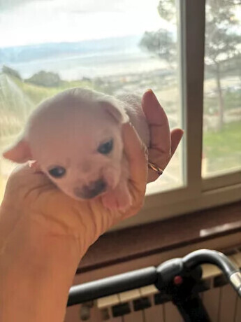 cuccioli-di-chihuahua-allevamento-amatoriale-la-bussola-doro-big-1