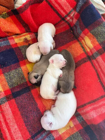 cuccioli-di-chihuahua-allevamento-amatoriale-la-bussola-doro-big-2