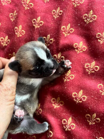 cuccioli-di-chihuahua-allevamento-amatoriale-la-bussola-doro-big-3