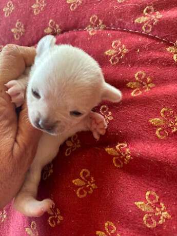 cuccioli-di-chihuahua-allevamento-amatoriale-la-bussola-doro-big-0