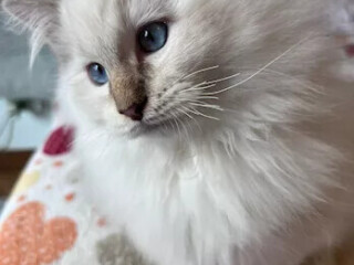 cuccioli-di-ragdoll-allevamento-gemme-preziose