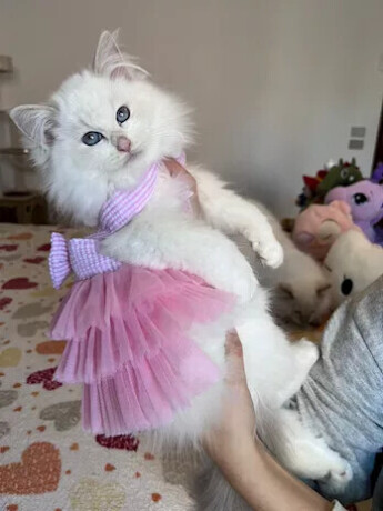 cuccioli-di-ragdoll-allevamento-gemme-preziose-big-1