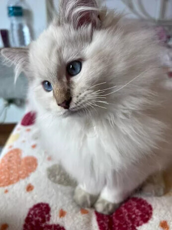cuccioli-di-ragdoll-allevamento-gemme-preziose-big-0