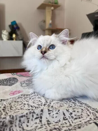 cuccioli-di-ragdoll-allevamento-gemme-preziose-big-2
